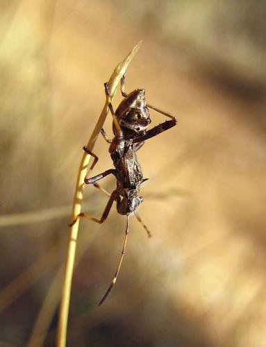 Camptopus lateralis