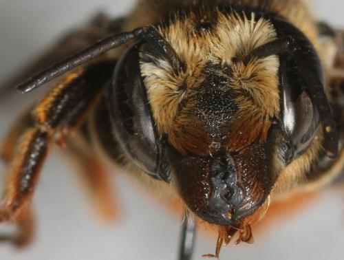 Megachile sp.