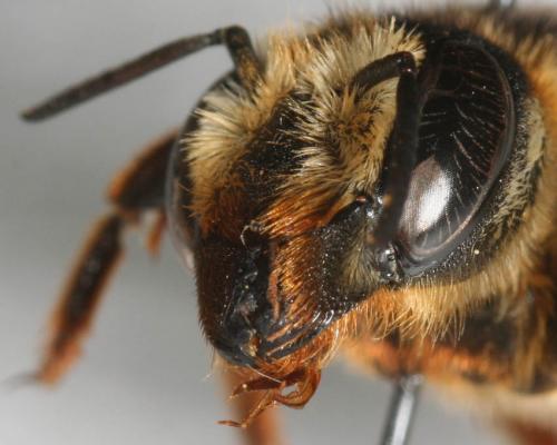 Megachile sp.