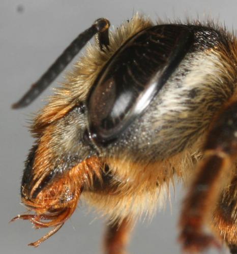 Megachile sp.
