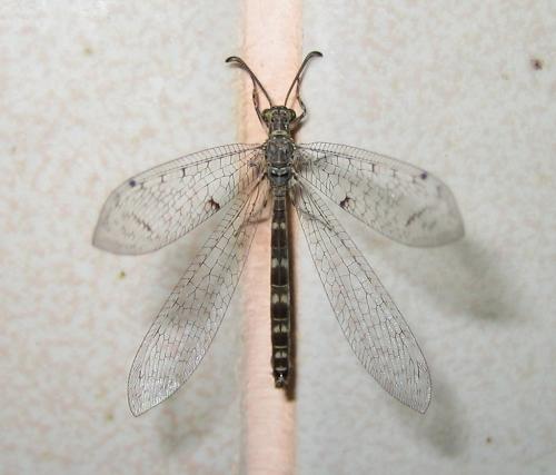 Neuroleon egenus