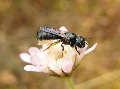 Ceratina sp.