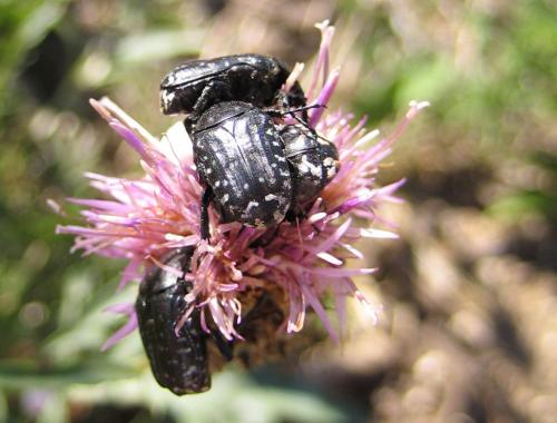 Oxythyrea funesta