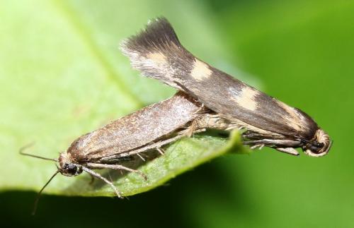 Réf. 36 093 : Scythris scopolella