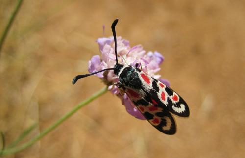 Zygaena occitanica