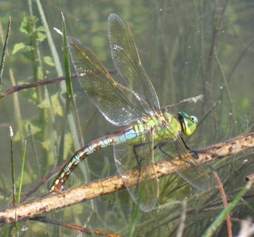 Anax imperator