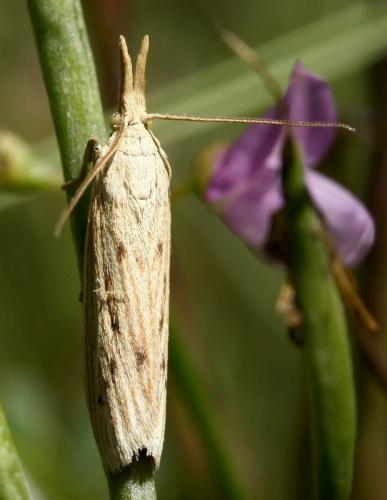 Réf. 36 094 : Ematheudes punctella