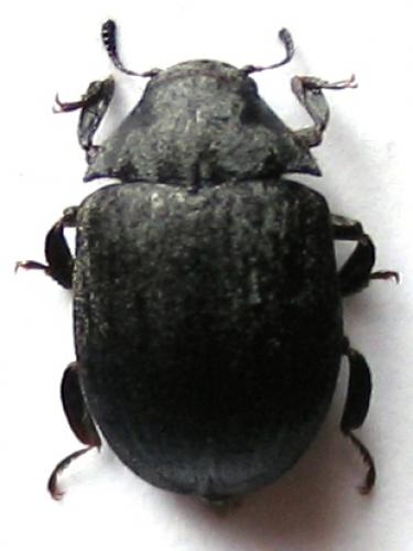 Byrrhus sp.