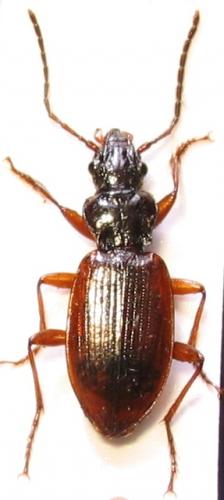 Réf. 36 678 : Penetretus rufipennis