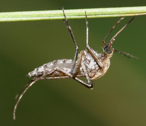 Ochlerotatus dorsalis