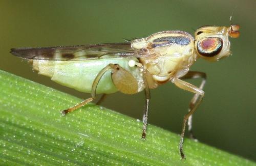 Réf. 36 000 : Meromyza sp.
