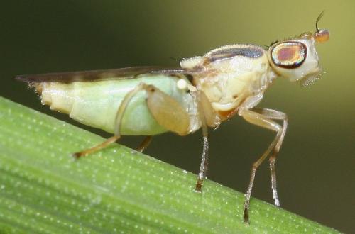 Réf. 36 001 : Meromyza sp.