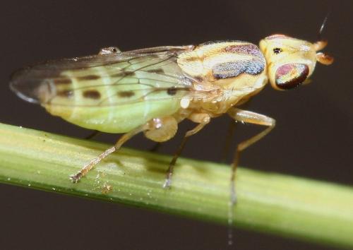 Réf. 36 002 : Meromyza sp.