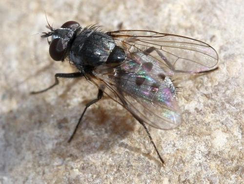 Réf. 36 133 : Limnophora sp.