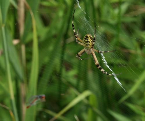 Argiope bruennichi