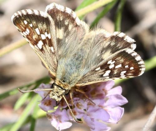 Réf. 36 216 : Pyrgus cirsii