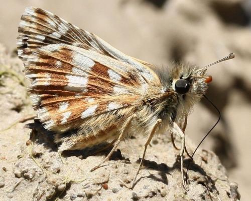 Réf. 36 217 : Pyrgus cirsii