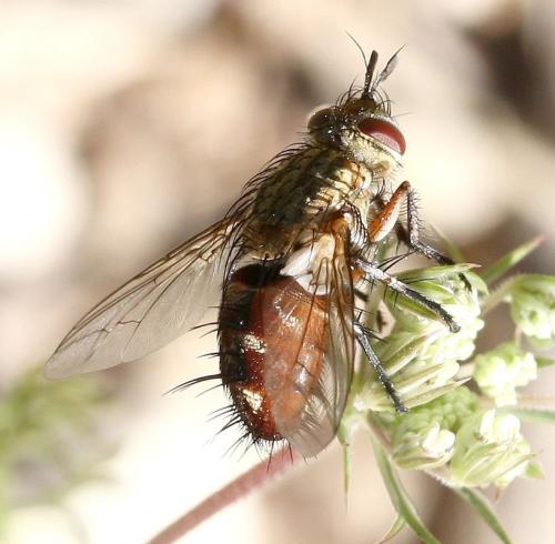 Réf. 36 227 : Linnaemya vulpina