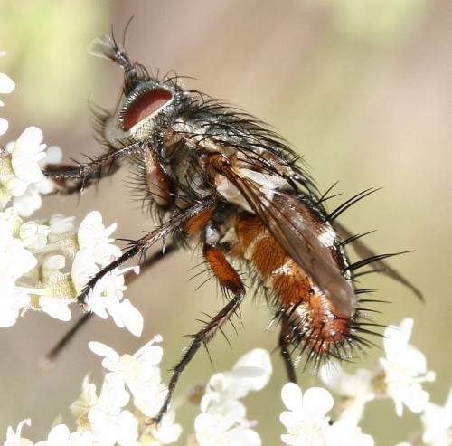 Réf. 36 228 : Linnaemya vulpina