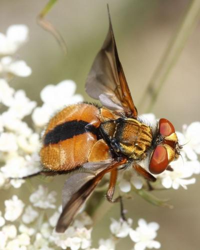 Ectophasia crassipennis