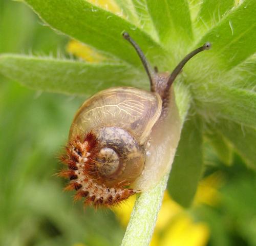 Drilus flavescens