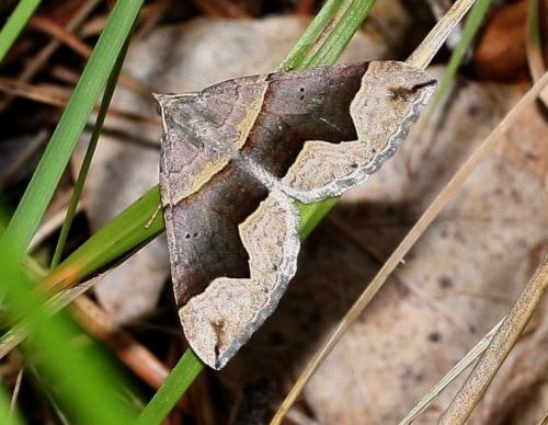 Réf. 36 182 : Scotopteryx sp.