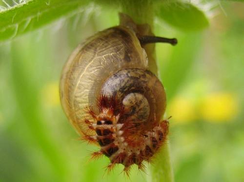Drilus flavescens
