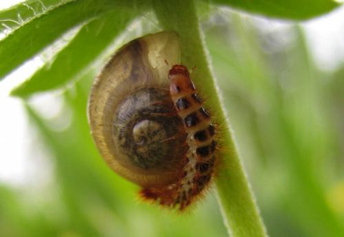 Réf. 36 976 : Drilus flavescens