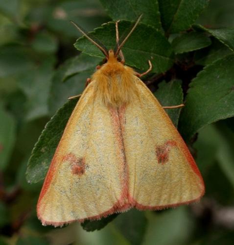 Réf. 36 949 : Diacrisia sannio