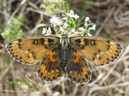 Melitaea didyma