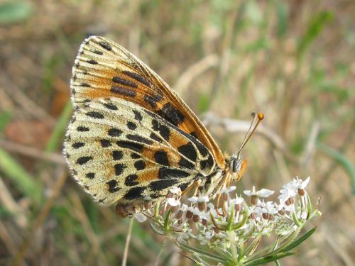 Melitaea sp.