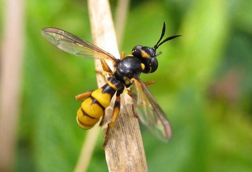 Réf. 36 649 : Conops ceriaeformis
