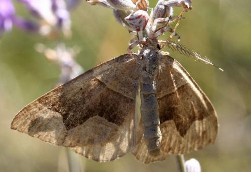 Scotopteryx angularia