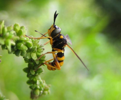 Réf. 36 650 : Conops ceriaeformis