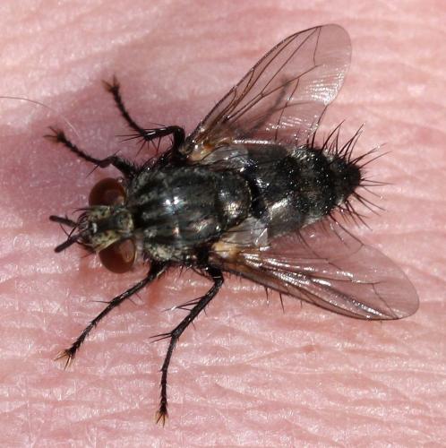 Réf. 36 966 : Voria ruralis
