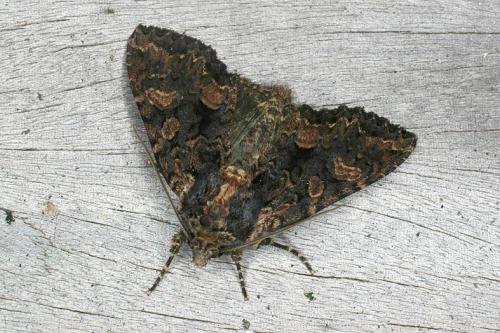 Mniotype satura
