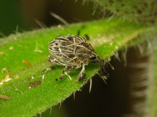 Réf. 36 143 : Mogulones geographicus
