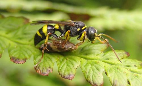 Réf. 36 715 : Lestiphorus bicinctus