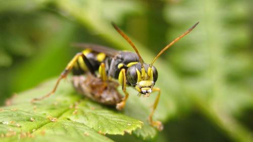 Réf. 36 717 : Lestiphorus bicinctus