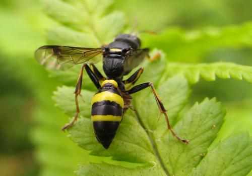Réf. 36 716 : Lestiphorus bicinctus