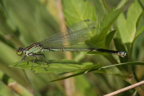 Réf. 36 071 : Erythromma viridulum