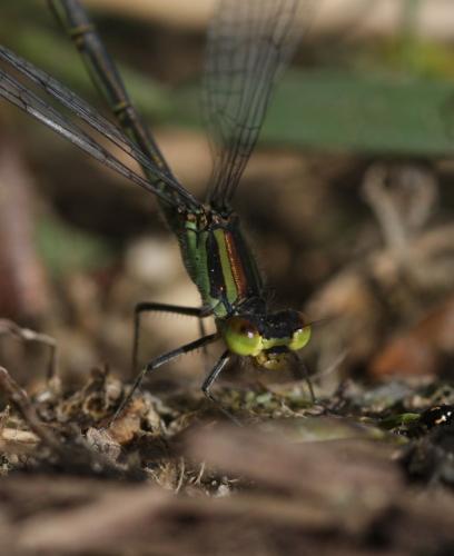 Réf. 36 072 : Erythromma viridulum
