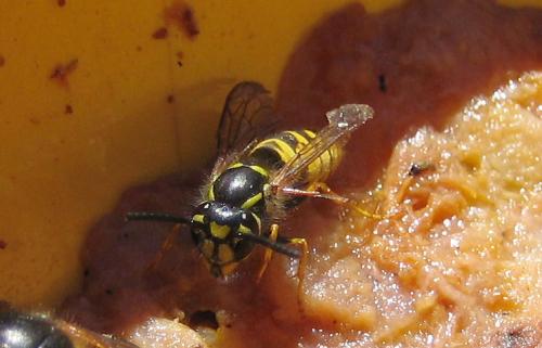Vespula vulgaris