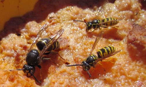 Dolichovespula media
