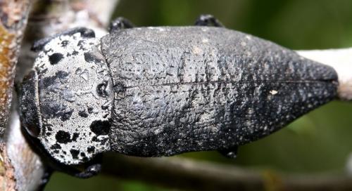 Réf. 36 027 : Capnodis tenebrionis