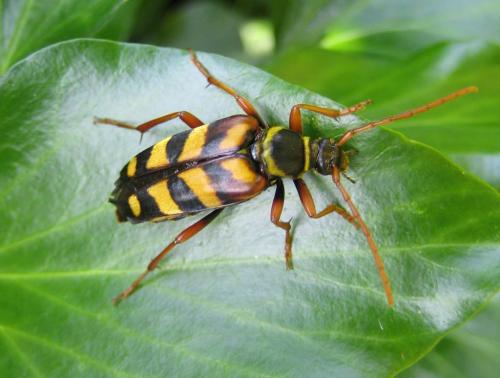 Leptura aurulenta