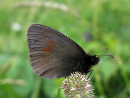 Erebia manto