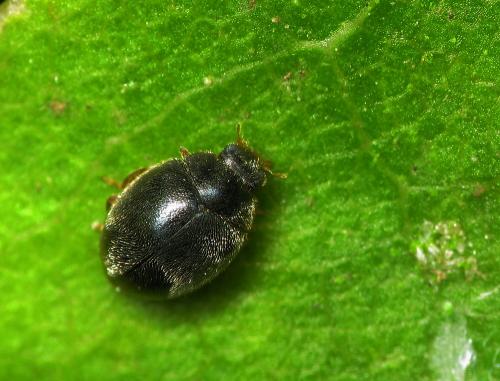 Réf. 36 892 : Scymnus rubromaculatus