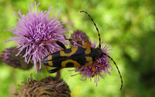 Rutpela maculata