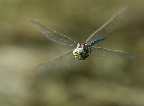 Aeshna juncea